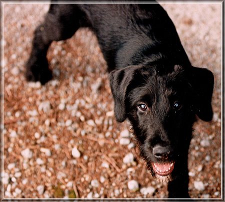 Airdale Terrier - Mix