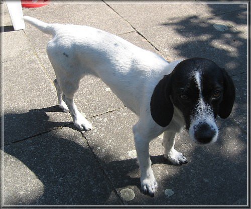 Petit Basset Griffon Vendeen