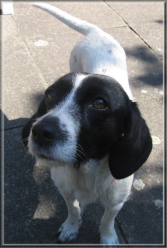 Petit Basset Griffon Vendeen