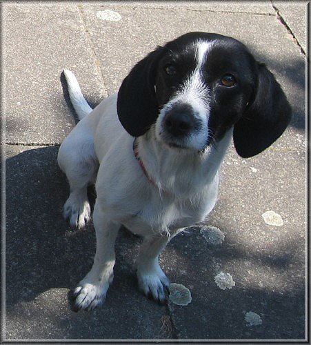 Petit Basset Griffon Vendeen