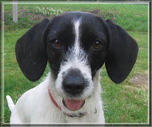 Petit Basset Griffon Vendeen - Mix