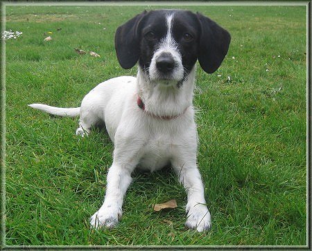 Petit Basset Griffon Vendeen