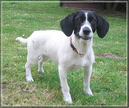 Petit Basset Griffon Vendeen