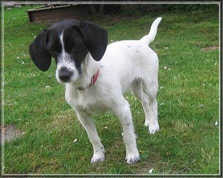 Petit Basset Griffon Vendeen