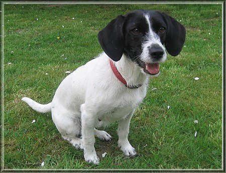 Petit Basset Griffon Vendeen