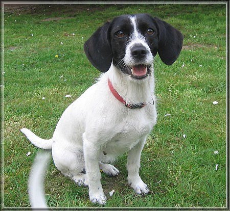 Petit Basset Griffon Vendeen