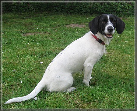 Petit Basset Griffon Vendeen