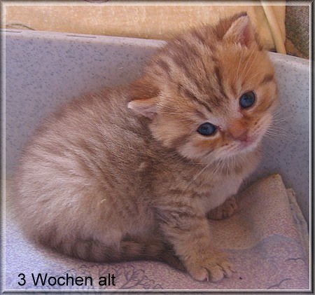 Britisch Kurzhaar Katzenbaby