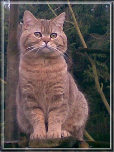 British Shorthair chocolate tabby