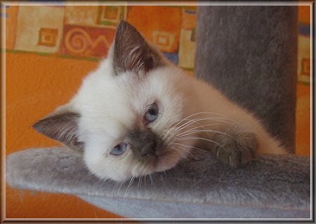 British Shorthair colourpoint