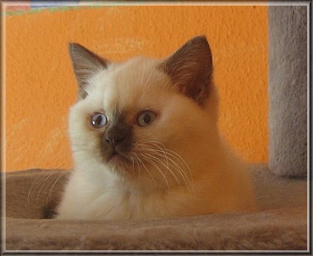 British Shorthair colourpoint