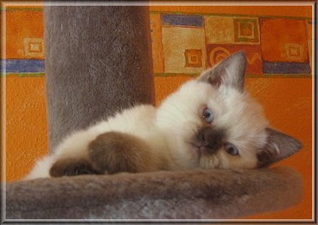 British Shorthair colourpoint