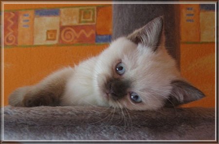 British Shorthair colourpoint