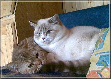 British Shorthair chocolate tabby point white