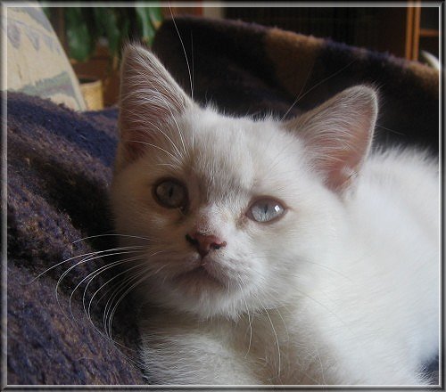 BKH chocolate tabby point white