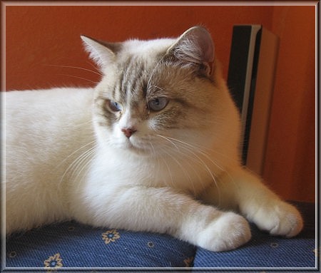 BKH chocolate tabby point white