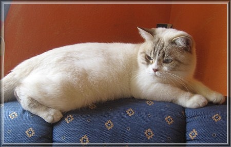 BKH chocolate tabby point white