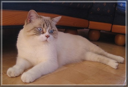 BKH chocolate tabby point white