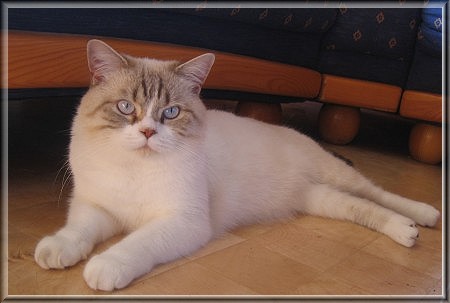 BKH chocolate tabby point white