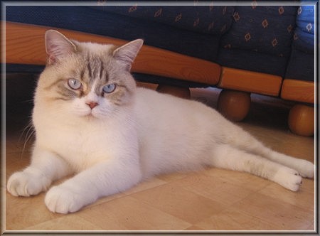 BKH chocolate tabby point white