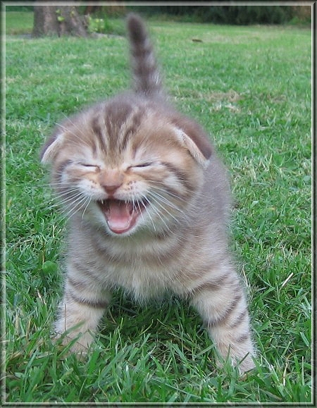 Scottish Fold Kitten Katzenbabys suchen