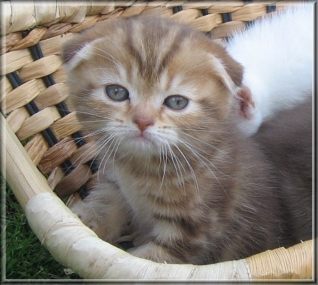 Scottish Fold Kitten