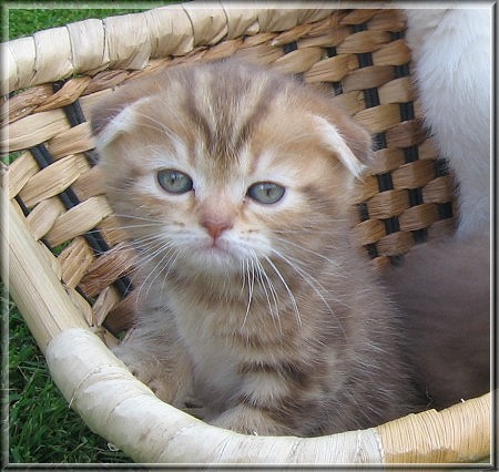 Scottish Fold Kitten