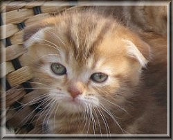 Scottish Fold Kitten