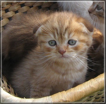 Scottish Fold Kitten