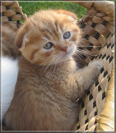 Scottish Fold Kitten