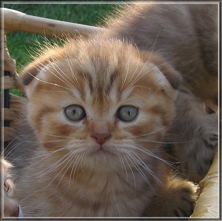 Scottish Fold Kitten