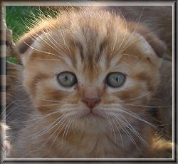 Scottish Fold Kitten