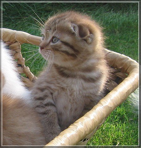 Scottish Fold Kitten