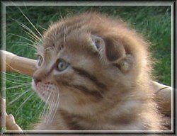 Scottish Fold Kitten