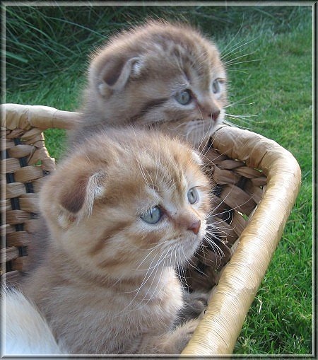 Scottish Fold Kitten